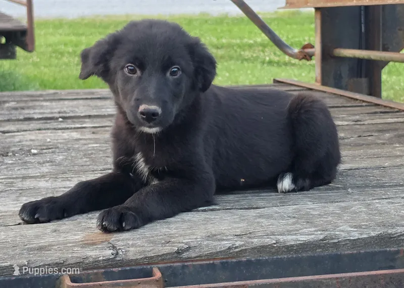 Bailey  – German Shepherd Dog, Labrador Retriever puppy for sale in Pittsburgh, PA
