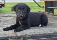 Bailey , a female German Shepherd Dog and Labrador Retriever for sale in Pittsburgh, PA – 1 of 1