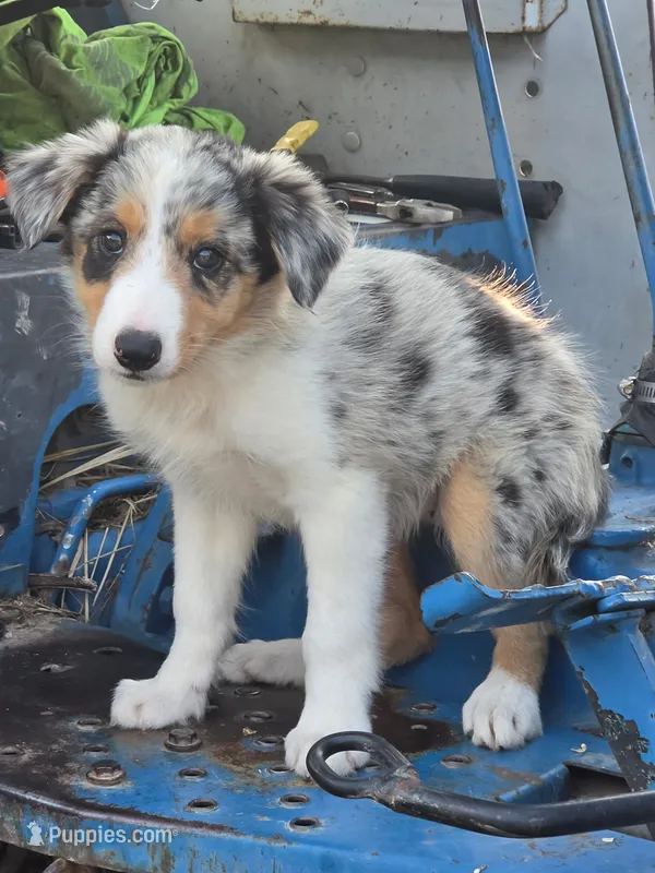 Bella  – Border Collie puppy for sale in Pittsburgh, PA