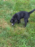 Bonnie , a female Bernese Mountain Dog and Labrador Retriever for sale in Pittsburgh, PA – 2 of 5