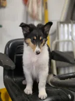 Lenard , a male Collie for sale in Pittsburgh, PA – 3 of 3
