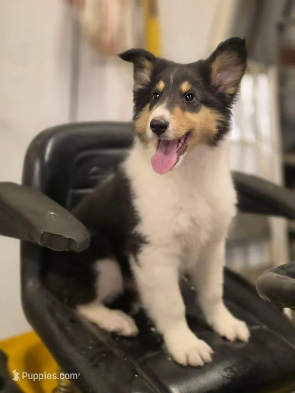 Lenard  – Collie puppy for sale in Pittsburgh, PA