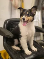 Lenard , a male Collie for sale in Pittsburgh, PA – 1 of 3