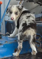 Daisy 🌼 , a female Border Collie for sale in Pittsburgh, PA – 2 of 2