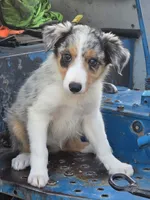 Bella , a female Border Collie for sale in Pittsburgh, PA – 2 of 3