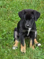 Betsey , a female Bernese Mountain Dog and Labrador Retriever for sale in Pittsburgh, PA – 2 of 7