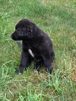 Betsey , a female Bernese Mountain Dog and Labrador Retriever for sale in Pittsburgh, PA – 4 of 7