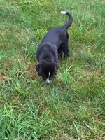 Bonnie , a female Bernese Mountain Dog and Labrador Retriever for sale in Pittsburgh, PA – 4 of 5