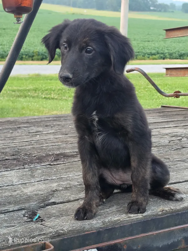 Nikki – German Shepherd Dog, Labrador Retriever puppy for sale in Pittsburgh, PA