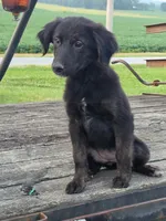 Nikki, a female German Shepherd Dog and Labrador Retriever for sale in Pittsburgh, PA – 1 of 1