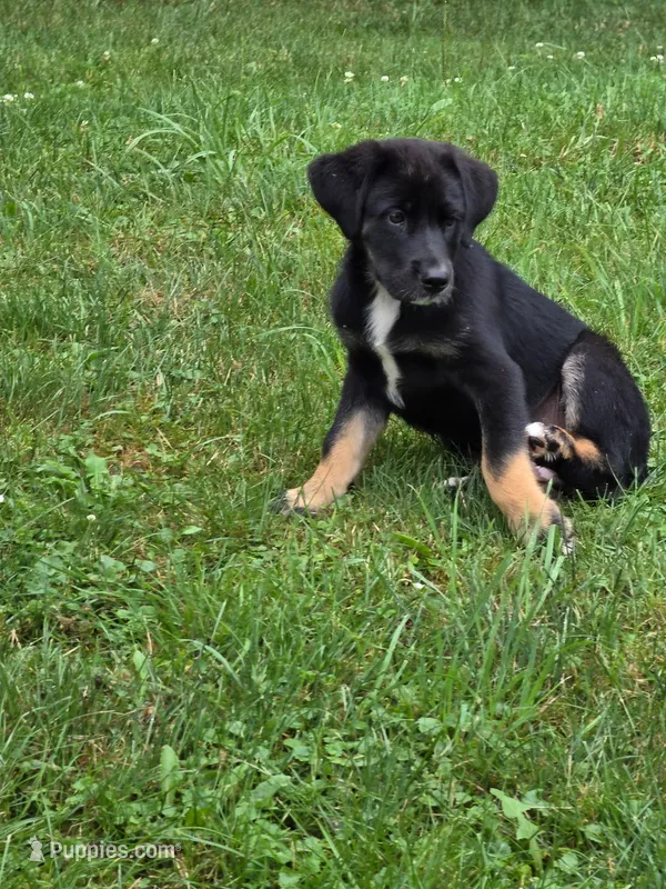 Betsey  – Bernese Mountain Dog, Labrador Retriever puppy for sale in Pittsburgh, PA