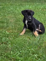 Betsey , a female Bernese Mountain Dog and Labrador Retriever for sale in Pittsburgh, PA – 1 of 7