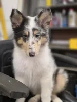 Larry , a male Collie for sale in Pittsburgh, PA – 2 of 3
