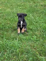 Betsey , a female Bernese Mountain Dog and Labrador Retriever for sale in Pittsburgh, PA – 6 of 7