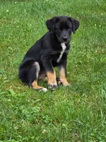 Betsey , a female Bernese Mountain Dog and Labrador Retriever for sale in Pittsburgh, PA – 5 of 7