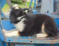 Sadie, a female Border Collie for sale in Pittsburgh, PA – 2 of 2