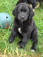 BEAR, a male Bernese Mountain Dog and Labrador Retriever for sale in Pittsburgh, PA – 4 of 6