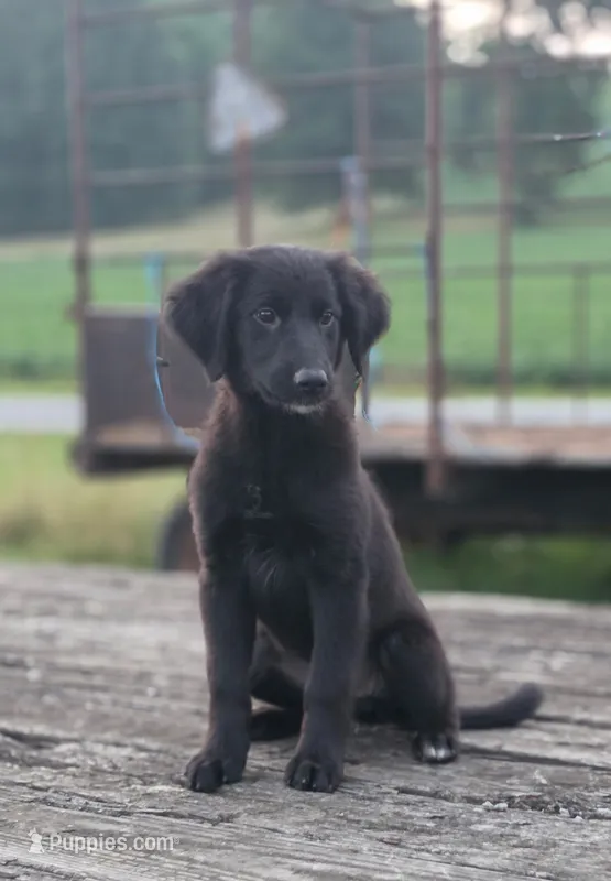 Emma  – German Shepherd Dog, Labrador Retriever puppy for sale in Pittsburgh, PA