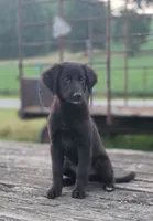 Emma , a female German Shepherd Dog and Labrador Retriever for sale in Pittsburgh, PA – 1 of 1