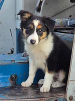 Sadie, a female Border Collie for sale in Pittsburgh, PA – 1 of 2