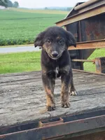 Sophia , a female German Shepherd Dog and Labrador Retriever for sale in Pittsburgh, PA – 2 of 3