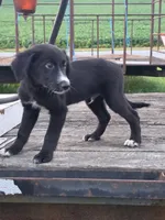 Jester , a male German Shepherd Dog and Labrador Retriever for sale in Pittsburgh, PA – 2 of 3
