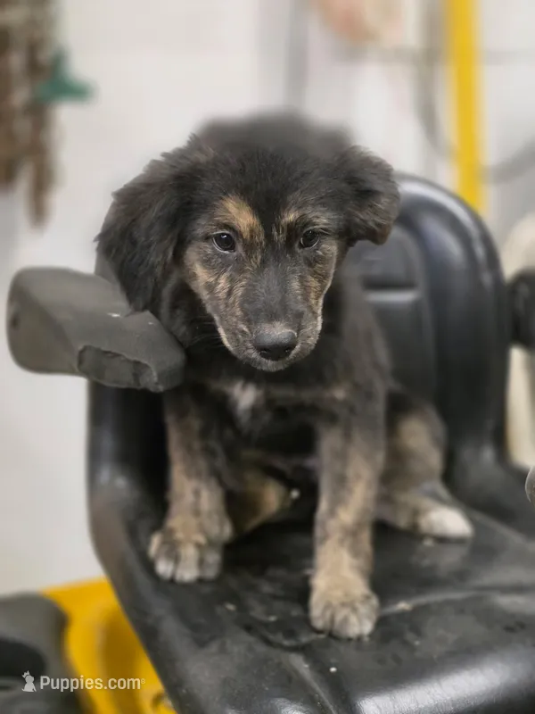 Jasmine  – German Shepherd Dog, Labrador Retriever puppy for sale in Pittsburgh, PA