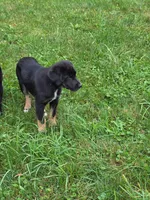 Betsey , a female Bernese Mountain Dog and Labrador Retriever for sale in Pittsburgh, PA – 3 of 7