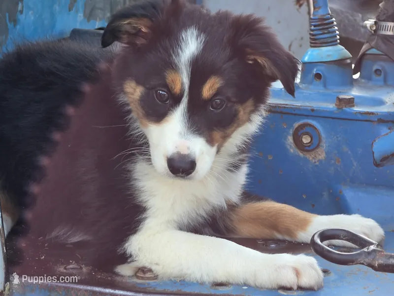 Lucy – Border Collie puppy for sale in Pittsburgh, PA