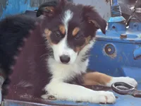 Lucy, a female Border Collie for sale in Pittsburgh, PA – 1 of 2