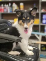 Lenard , a male Collie for sale in Pittsburgh, PA – 2 of 3