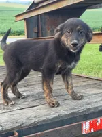 Sophia , a female German Shepherd Dog and Labrador Retriever for sale in Pittsburgh, PA – 3 of 3