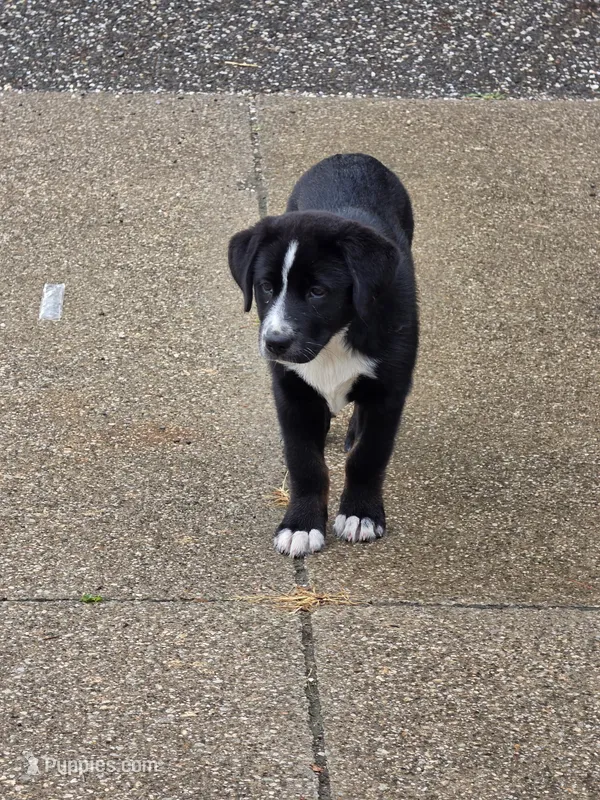 Bonnie  – Bernese Mountain Dog, Labrador Retriever puppy for sale in Pittsburgh, PA