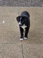 Bonnie , a female Bernese Mountain Dog and Labrador Retriever for sale in Pittsburgh, PA – 1 of 5