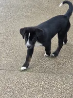 Bonnie , a female Bernese Mountain Dog and Labrador Retriever for sale in Pittsburgh, PA – 5 of 5