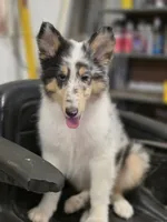 Larry , a male Collie for sale in Pittsburgh, PA – 3 of 3