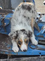 Bella , a female Border Collie for sale in Pittsburgh, PA – 3 of 3