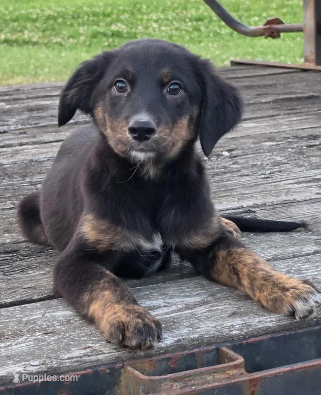 Denver  – German Shepherd Dog, Labrador Retriever puppy for sale in Pittsburgh, PA