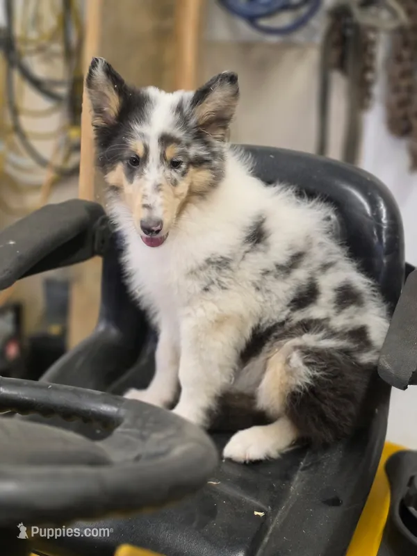 Larry  – Collie puppy for sale in Pittsburgh, PA