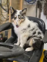 Larry , a male Collie for sale in Pittsburgh, PA – 1 of 3