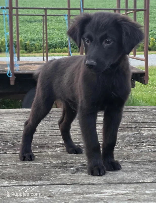 Piper  – German Shepherd Dog, Labrador Retriever puppy for sale in Pittsburgh, PA
