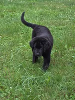 BEAR, a male Bernese Mountain Dog and Labrador Retriever for sale in Pittsburgh, PA – 5 of 6