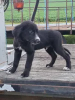 Jester , a male German Shepherd Dog and Labrador Retriever for sale in Pittsburgh, PA – 3 of 3