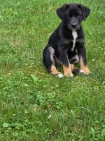 Betsey , a female Bernese Mountain Dog and Labrador Retriever for sale in Pittsburgh, PA – 7 of 7