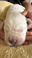 Unicorn, a male Labrador Retriever for sale in Rochester, NY – 3 of 3