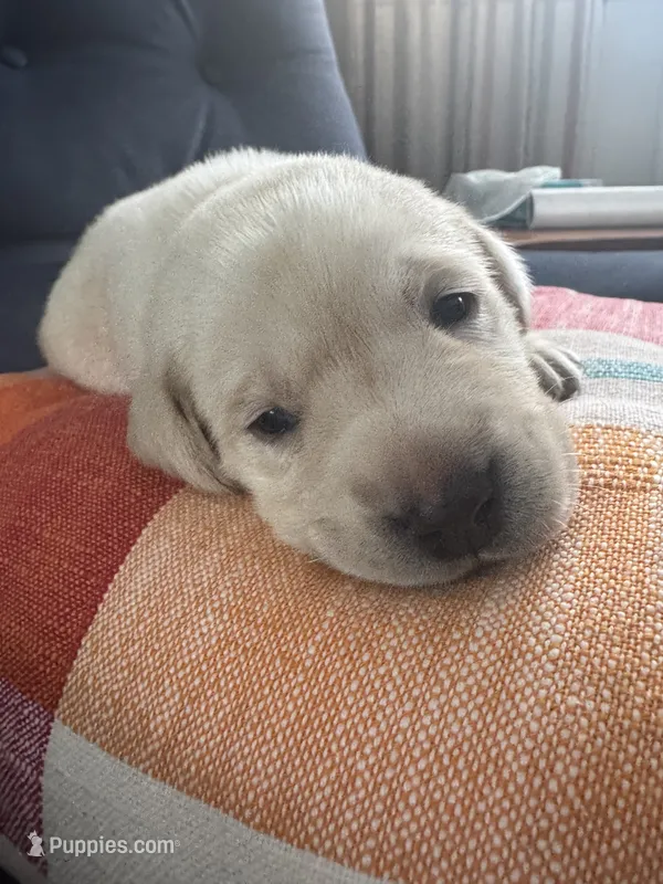 AKC yellow – Labrador Retriever puppy for sale in Rochester, NY