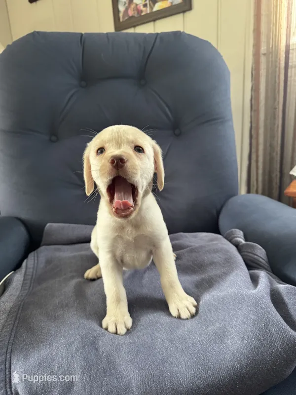 AKC yellow  – Labrador Retriever puppy for sale in Rochester, NY