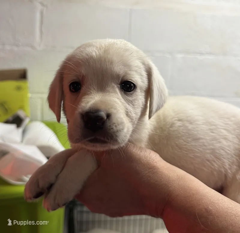AKC yellow  – Labrador Retriever puppy for sale in Rochester, NY