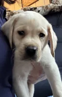 Tupper, a male Labrador Retriever for sale in Rochester, NY – 2 of 3