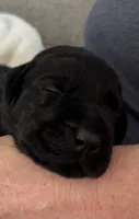Hope, a female Labrador Retriever for sale in Rochester, NY – 2 of 3